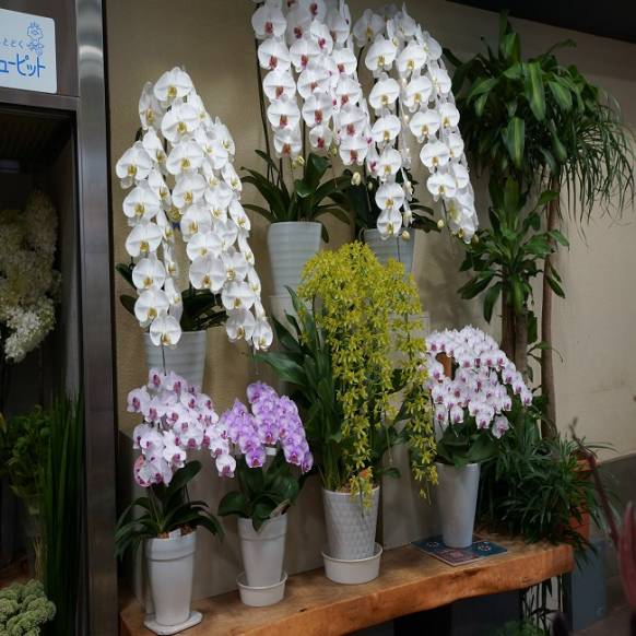 「フラワーアンドギャラリーかどむら」　（石川県金沢市）の花屋店舗写真2